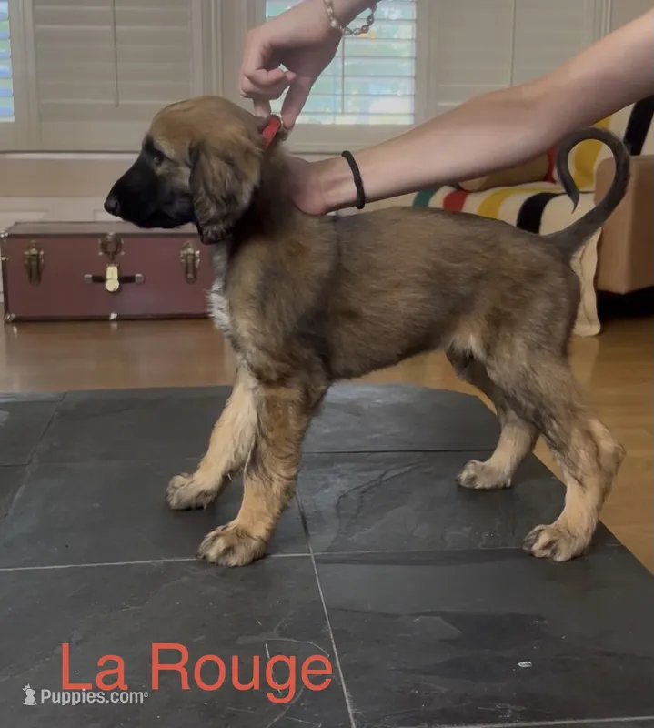 Prince La Rouge  – Afghan Hound puppy for sale in Cottonwood, CA