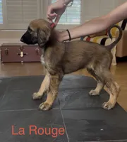 Prince La Rouge , a male Afghan Hound for sale in Cottonwood, CA – 2 of 7