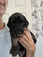 Princess Ebony , a female Afghan Hound for sale in Cottonwood, CA – 2 of 4