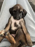 Princess Violet , a female Afghan Hound for sale in Cottonwood, CA – 6 of 6