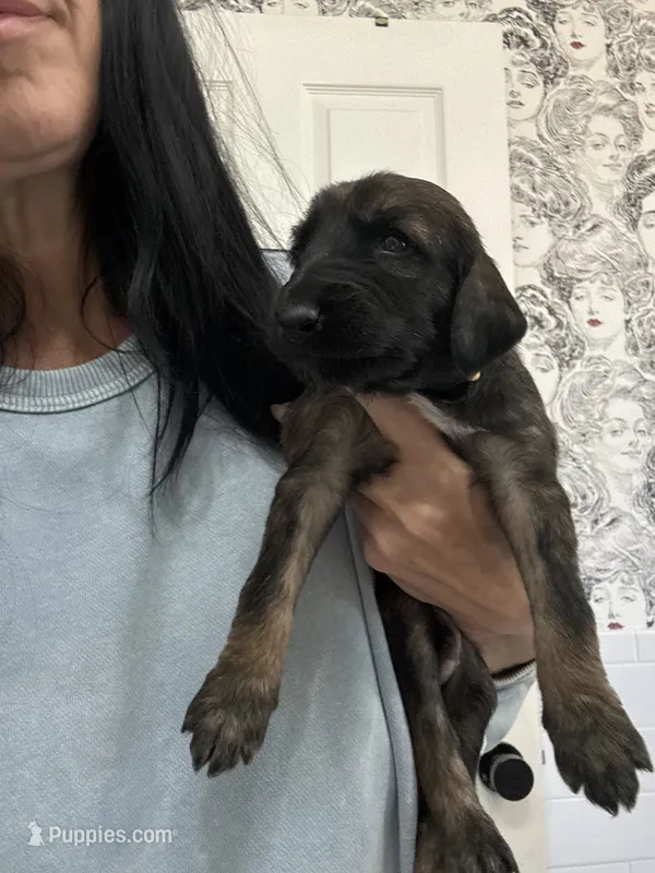 Boy 1 – Afghan Hound puppy for sale in Cottonwood, CA
