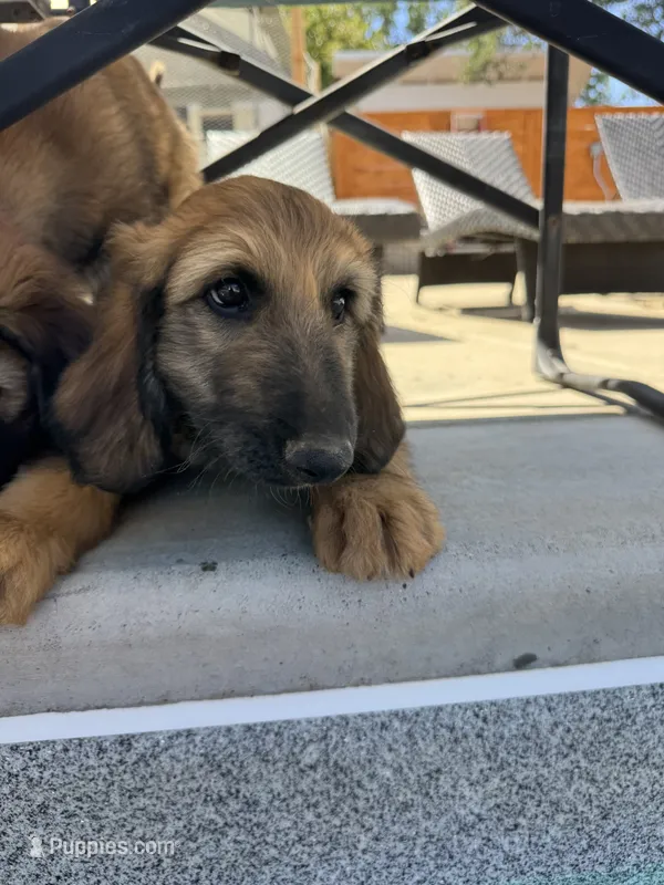 Prince La Rouge  – Afghan Hound puppy for sale in Cottonwood, CA