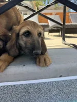 Prince La Rouge , a male Afghan Hound for sale in Cottonwood, CA – 1 of 7