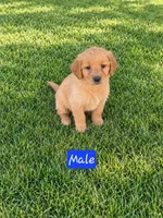 Lloyd , a male Golden Retriever for sale in Thorp, WI – 2 of 2