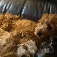 Miley, a female Golden Retriever and Miniature Goldendoodle for sale in Thorp, WI – Photo 3 of 8