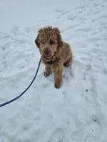Miley, a female Golden Retriever and Miniature Goldendoodle for sale in Thorp, WI – Photo 6 of 8