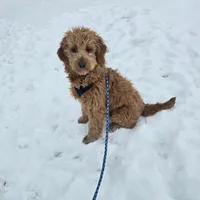 Miley, a female Golden Retriever and Miniature Goldendoodle for sale in Thorp, WI – Photo 7 of 8