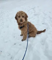 Miley, a female Golden Retriever and Miniature Goldendoodle for sale in Thorp, WI – Photo 7 of 8