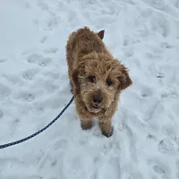 Miley, a female Golden Retriever and Miniature Goldendoodle for sale in Thorp, WI – Photo 1 of 8