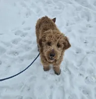 Miley, a female Golden Retriever and Miniature Goldendoodle for sale in Thorp, WI – Photo 1 of 8