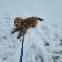 Miley, a female Golden Retriever and Miniature Goldendoodle for sale in Thorp, WI – Photo 5 of 8