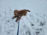 Miley, a female Golden Retriever and Miniature Goldendoodle for sale in Thorp, WI – Photo 5 of 8