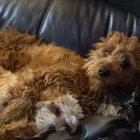 Miley, a female Golden Retriever and Miniature Goldendoodle for sale in Thorp, WI – Photo 8 of 8