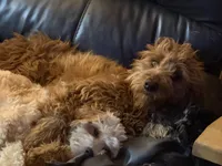 Miley, a female Golden Retriever and Miniature Goldendoodle for sale in Thorp, WI – Photo 8 of 8