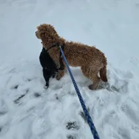Miley, a female Golden Retriever and Miniature Goldendoodle for sale in Thorp, WI – Photo 4 of 8