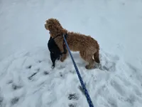 Miley, a female Golden Retriever and Miniature Goldendoodle for sale in Thorp, WI – Photo 4 of 8