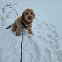 Miley, a female Golden Retriever and Miniature Goldendoodle for sale in Thorp, WI – Photo 2 of 8
