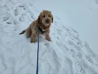 Miley, a female Golden Retriever and Miniature Goldendoodle for sale in Thorp, WI – Photo 2 of 8