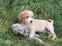 Abe , a male Miniature Goldendoodle for sale in Thorp, WI – 2 of 4