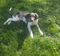 Reign , a male Miniature Goldendoodle for sale in Thorp, WI – 2 of 3