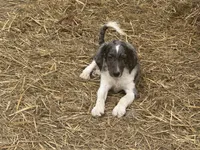 Reign , a male Miniature Goldendoodle for sale in Thorp, WI – 3 of 3