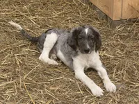 Reign , a male Miniature Goldendoodle for sale in Thorp, WI – 2 of 3