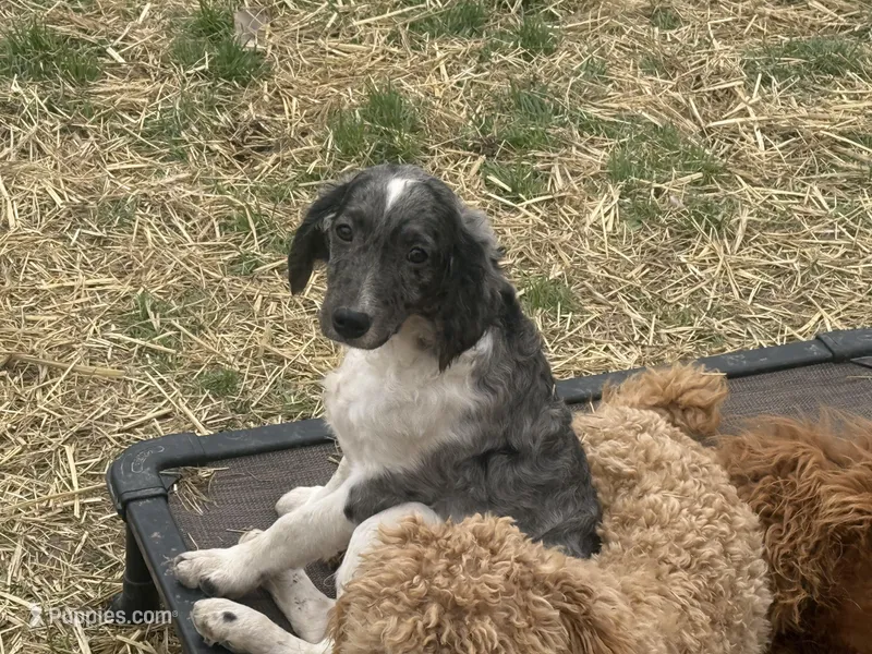 Reign  – Miniature Goldendoodle puppy for sale in Thorp, WI