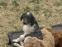 Reign , a male Miniature Goldendoodle for sale in Thorp, WI – 1 of 3