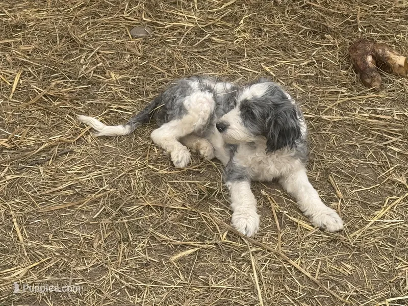 Hoyt – Miniature Goldendoodle puppy for sale in Thorp, WI