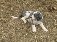 Hoyt, a male Miniature Goldendoodle for sale in Thorp, WI – 1 of 3
