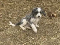 Hoyt, a male Miniature Goldendoodle for sale in Thorp, WI – 2 of 3
