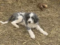 Hoyt, a male Miniature Goldendoodle for sale in Thorp, WI – 3 of 3