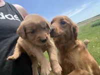 Lucy , a female Golden Retriever for sale in Thorp, WI – 3 of 4