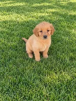 Lilo , a female Golden Retriever for sale in Thorp, WI – 2 of 2