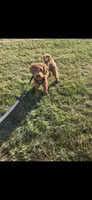 Piper , a female Miniature Goldendoodle for sale in Thorp, WI – Photo 2 of 3
