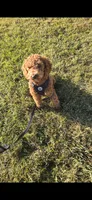 Piper , a female Miniature Goldendoodle for sale in Thorp, WI – Photo 3 of 3