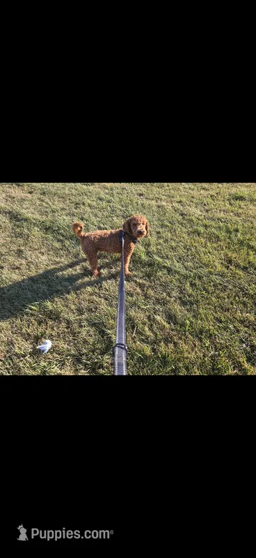 Piper , a female Miniature Goldendoodle for sale in Thorp, WI – Photo 1 of 3