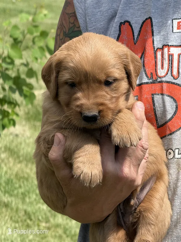 Lenny – Golden Retriever puppy for sale in Thorp, WI