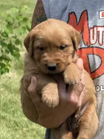 Lenny, a male Golden Retriever for sale in Thorp, WI – 1 of 2