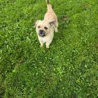Winston, a male French Bulldog and Miniature Goldendoodle for sale in Thorp, WI – Photo 3 of 6