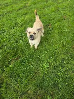 Winston, a male French Bulldog and Miniature Goldendoodle for sale in Thorp, WI – Photo 2 of 5