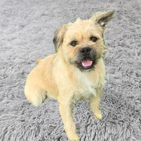 Winston, a male French Bulldog and Miniature Goldendoodle for sale in Thorp, WI – Photo 6 of 6