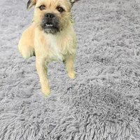 Winston, a male French Bulldog and Miniature Goldendoodle for sale in Thorp, WI – Photo 4 of 6