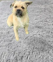 Winston, a male French Bulldog and Miniature Goldendoodle for sale in Thorp, WI – Photo 3 of 5