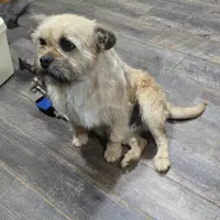 Winston, a male French Bulldog and Miniature Goldendoodle for sale in Thorp, WI – Photo 1 of 6