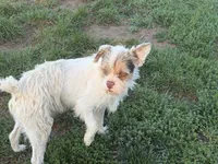 Willy, a male Miniature Goldendoodle for sale in Thorp, WI – 1 of 2
