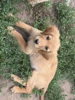 Lucy , a female Golden Retriever and Miniature Golden Retriever for sale in Thorp, WI – 2 of 3