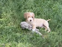 Abe , a male Miniature Goldendoodle for sale in Thorp, WI – 3 of 4