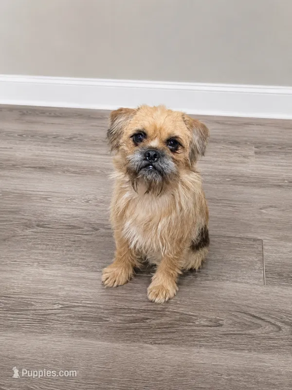 Earl – French Bulldog, Pug puppy for sale in Thorp, WI