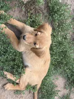 Lucy , a female Golden Retriever and Miniature Golden Retriever for sale in Thorp, WI – 3 of 3